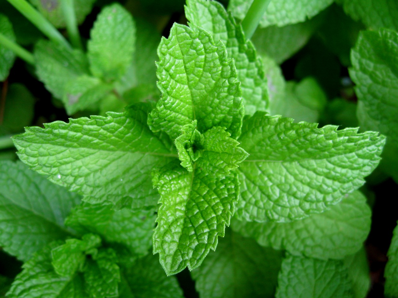 wild mint